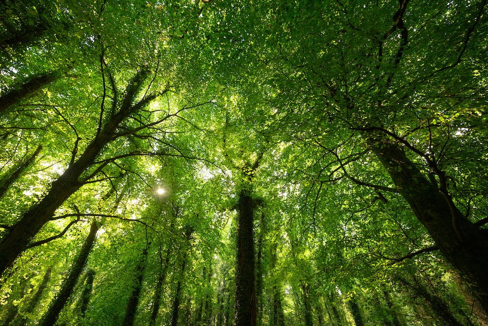 looking up through a forest canopy, tall ivy-wrapped trees, sun through the leaves